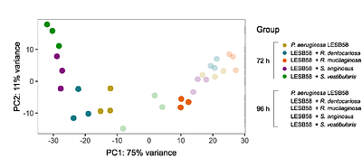 Co-infection with Streptococcus and Rothia spp. drives prophage dynamics in Pseudomonas aeruginosa in an artificial sputum model