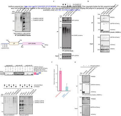 TRIM28 regulates pre-mRNA splicing via phosphorylation and SUMOylation networks