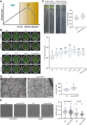 Secretory carrier membrane proteins assist with aquaporin trafficking in Arabidopsis.