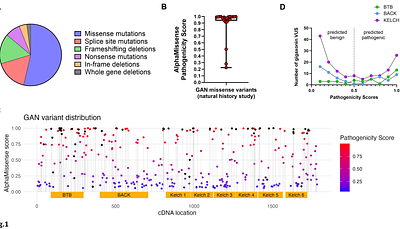 The Kelch 3 motif on gigaxonin mediates the interaction with NUDCD3 and regulates vimentin filament morphology