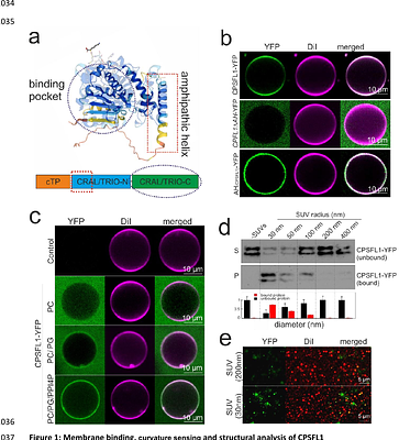 Insights into CPSFL1 Induced Membrane Dynamics: A Multifaceted Regulator Linking Vesicle Formation to Thylakoid Biogenesis