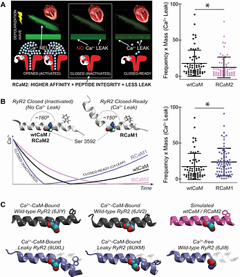 Dynamic-Structure Redesign of Calmodulin Reveals Mechanistic Constraints on Ryr2 Regulation