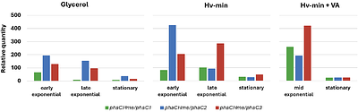 Beyond the canonical PHA synthase: insights into transcriptional expression and functions of phaC paralogs in Haloferax mediterranei