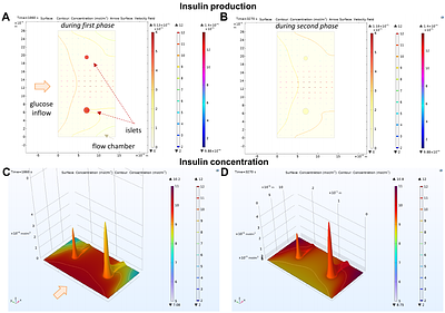 Assessing the Rate-Dependence of the First Phase of Glucose-Stimulated Insulin Secretion: Dynamic Perifusion Studies with Isolated Human Pancreatic Islets