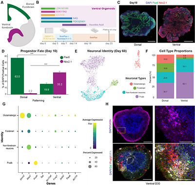 Self-Organizing Neural Networks in Organoids Reveal Principles of Forebrain Circuit Assembly