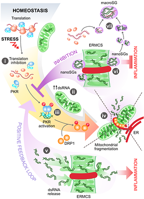 Stress Granules Buffers Inflammation by Restricting dsRNA-led Mitochondrial Fragmentation