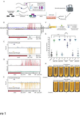 Cross-phosphorylation of RR06 by the non-cognate kinase VncS activates the adhesin CbpA in Streptococcus pneumoniae.