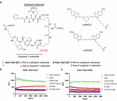 A caspase-1-cathepsin AND-gate probe for selectiveimaging of inflammasome activation