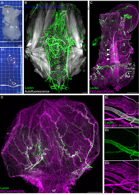 A multi-scale vascular atlas of blood vessels within the urinary bladder of male and female mice