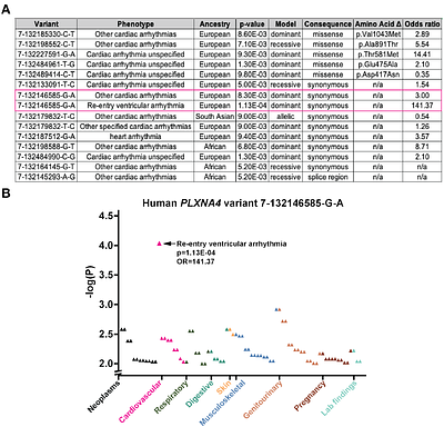 Adrenergic Hypersensitivity Drives Ventricular Arrhythmias Following Loss of Plexin-Mediated Cardiac Innervation