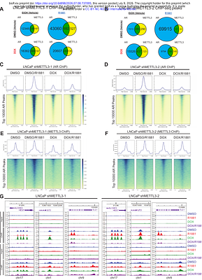 A non-enzymatic role for METTL3 as an Androgen Receptor co-regulator that promotes prostate cancer proliferation.