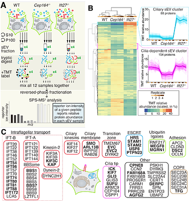 K63-linked ubiquitin chains mark inactive Smoothened for packaging into ciliary extracellular vesicles