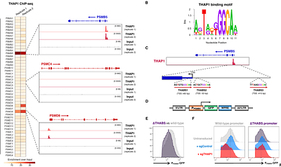 Loss-of-function mutations in the dystonia gene THAP1 impair proteasome function by inhibiting PSMB5 expression