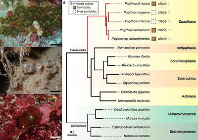 Genomic insights into polyketide toxin synthesis and algal symbiosis using high-quality genome sequences of the early divergent hexacorallian genus Palythoa (Cnidaria, Zoantharia)