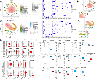 Retinal development driven by TET-dependent DNA demethylation