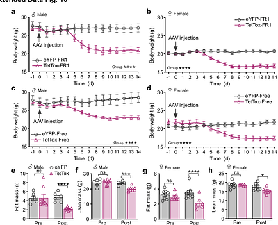 A Preoptic Neuronal Population Regulates Energy Expenditure and Balance