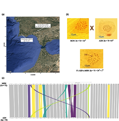 Genomic insights into the karyotypic radiation of a narrow endemic holocentric plant Carex helodes