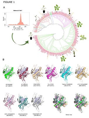 Molecular Mechanism of Lipid Recognition and Membrane-Guided Gating in Plant Minimal START Proteins
