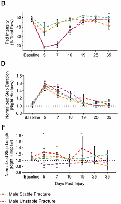 Deep behavioral phenotyping tracks functional recovery following tibia fracture in mice