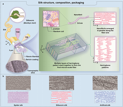 Cryo-ET Analysis Unveils the Minimum Structural Unit and Hierarchical Ultrastructure of Silk Fibers in Silkworm and Spider