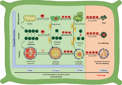 A Hierarchical Cascade of Organellar Silencing and their Regeneration under Anaesthetic Stress in Plants