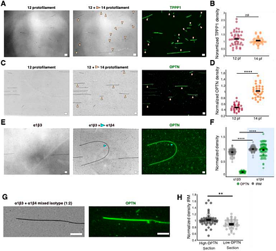 Tubulin isotypes polymerise into sectioned microtubules that locally regulate protein binding