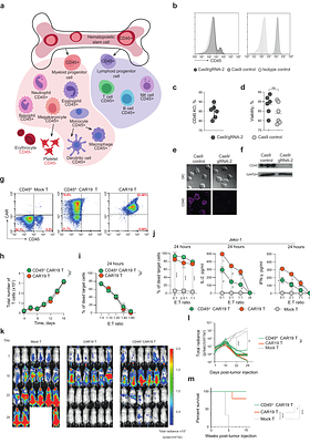 Targeting CD45 by gene-edited CAR-T cells for leukemia eradication and hematopoietic stem cell transplantation preconditioning