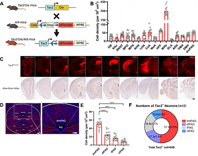 A molecularly distinct cell type in the dmPAG regulates intermale aggression behaviors in mice