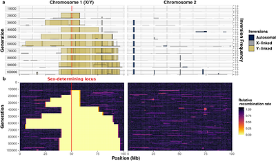 Stepwise expansion of recombination suppression on sex chromosomes and other supergenes through lower load advantage and deleterious mutation sheltering