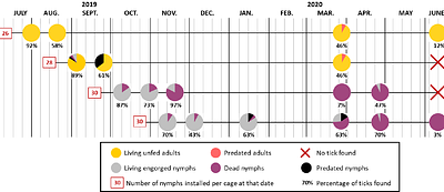 Phenology of Hyalomma marginatum in a site in southern French
