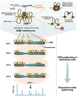 Localised negative feedback shapes genome-wide patterning of meiotic DNA breaks