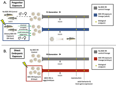 Early-life PBDE flame retardant exposures cause neurobehavioral alterations in fish that persist into adulthood and vary by sex and route of exposure