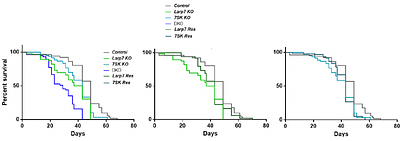 Tissue specific function of the Drosophila 7SK snRNP in controlling motoneuron synaptic growth