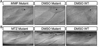 Muscle regeneration can be rescued in a telomerase deficient zebrafish model of ageing by MMP inhibition