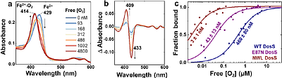 Rational design of tertiary coordination sphere of a heme-based sensor for two-orders enhanced oxygen affinity