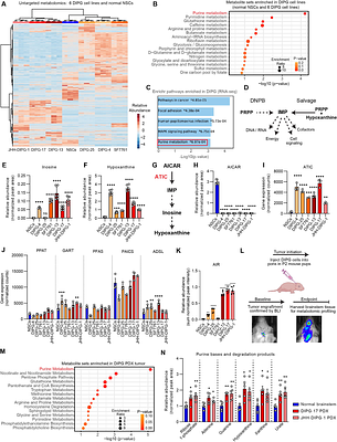 Integrative Multi-Omics Analysis Identifies Nuclear Factor I as a Key Driver of Dysregulated Purine Metabolism in DIPG