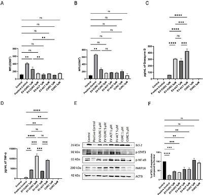 Extracellular Vesicles Derived from Activated Dendritic Cells Loaded with Curcumin Promote Early Activation-associated Functional and Molecular Reprogramming of Primary CD8+ T Cells