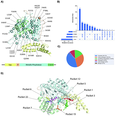 ASM Variants in the Spotlight: A Structure-Based Atlas for Unraveling Pathogenic Mechanisms in Lysosomal Acid Sphingomyelinase