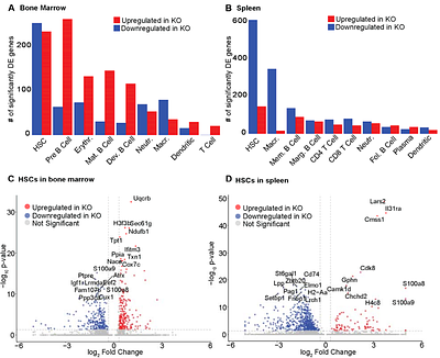 Lineage-specific CK2α deletion reshapes the transcriptome of hematopoietic stem cells toward an immune-primed state