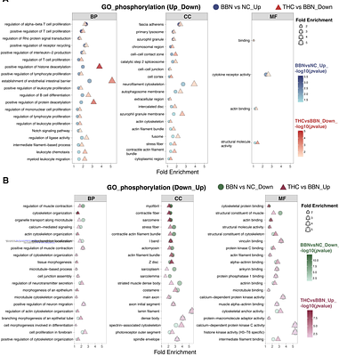 Tetrahydrocurcumin Suppresses Bladder Carcinogenesis via Reprogramming O-GlcNAcylation-Phosphorylation Crosstalk