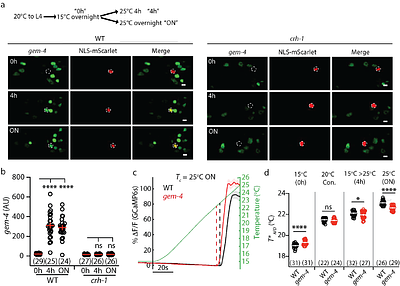 Activity induced GEM-4/Copine expression inhibits gap junctions and promotes thermosensory plasticity