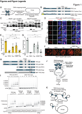 Tetrameric TRF2 forms t-loop to protect telomeres from ATM signaling and cNHEJ