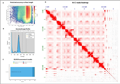 Phasing of the 'Wonderful' Pomegranate Genome Using Haploid DNA Extracted from Pollen Grains