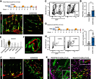 Notch3 regulates pericyte phenotypic plasticity in colorectal cancer