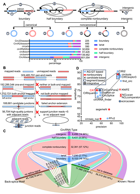 Noncanonical Circular RNAs and Potential Functions