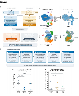 Inflammatory suppression and cancer-associated bypass of the b0,+selenium-utilization program in the human intestine