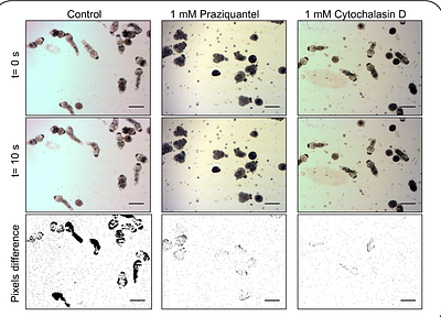 Morphological and Functional Effects of Cytoskeletal and Ion-Channel Agents on the Protoscolex of Echinococcus granulosus sensu lato