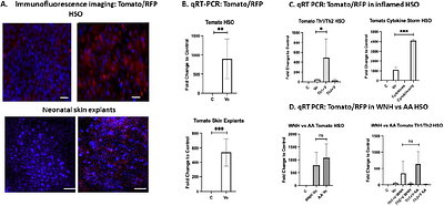 SKIN AS A POTENTIAL ENTRY POINT FOR SARS-COV-2