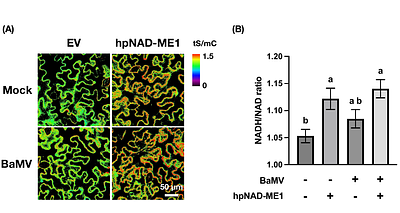 Virus-induced upregulation of mitochondrial metabolism modulates cytosolic redox balance and defense responses
