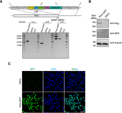 Red Light-Activated Reversible Inhibition of Protein Functions by Assembled Trap